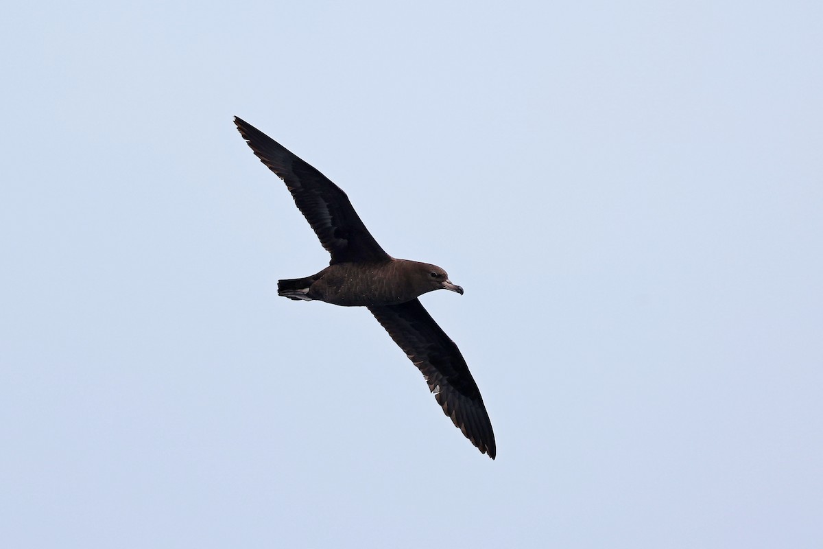 Flesh-footed Shearwater - ML618886206