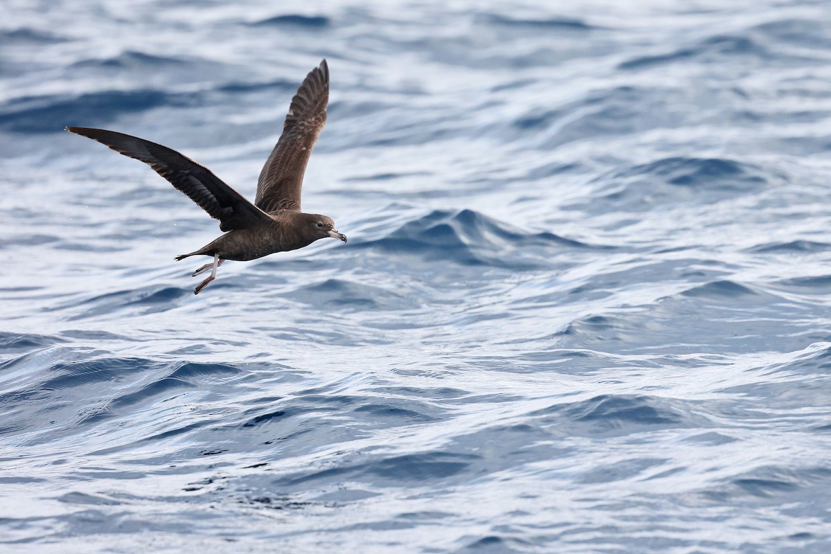 Flesh-footed Shearwater - ML618886208