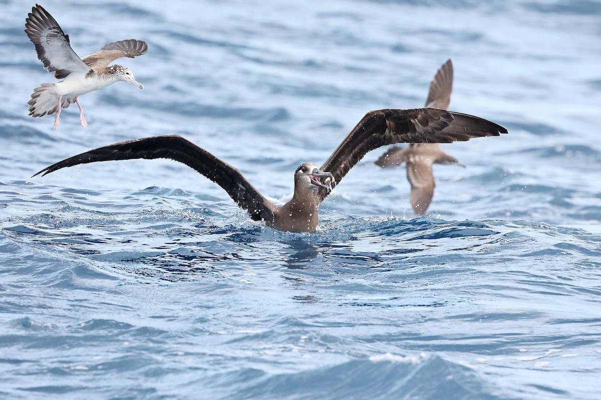 Black-footed Albatross - Chih-Wei(David) Lin