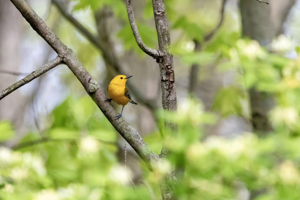 Prothonotary Warbler - ML618886223