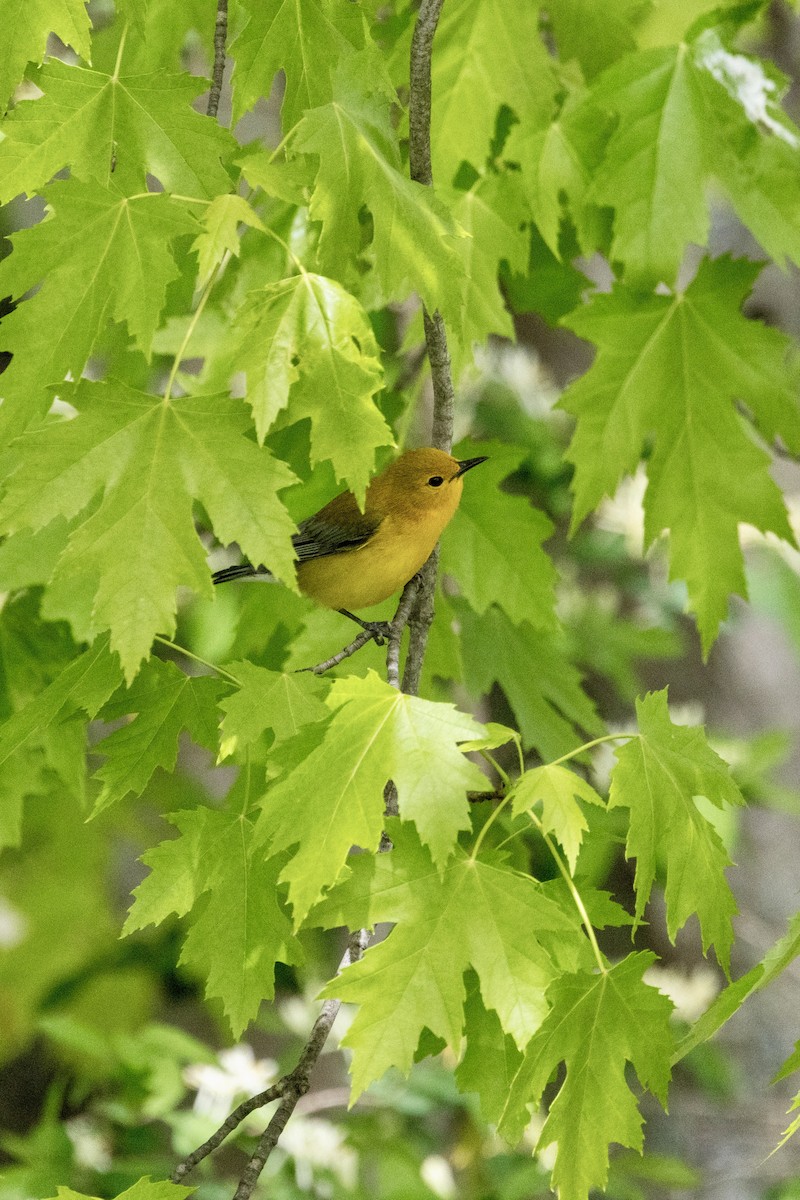 Prothonotary Warbler - ML618886224