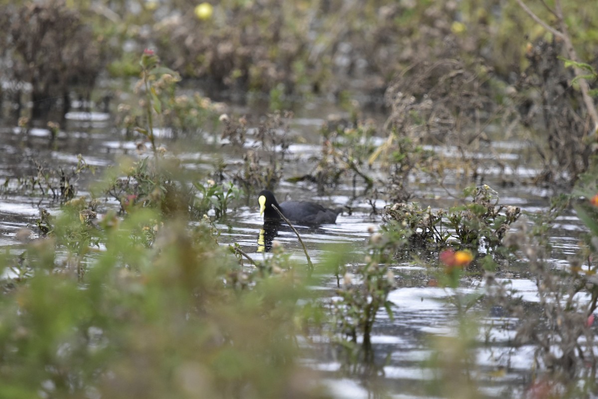 White-winged Coot - ML618886251