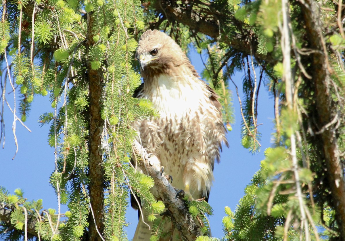Red-tailed Hawk - ML618886270