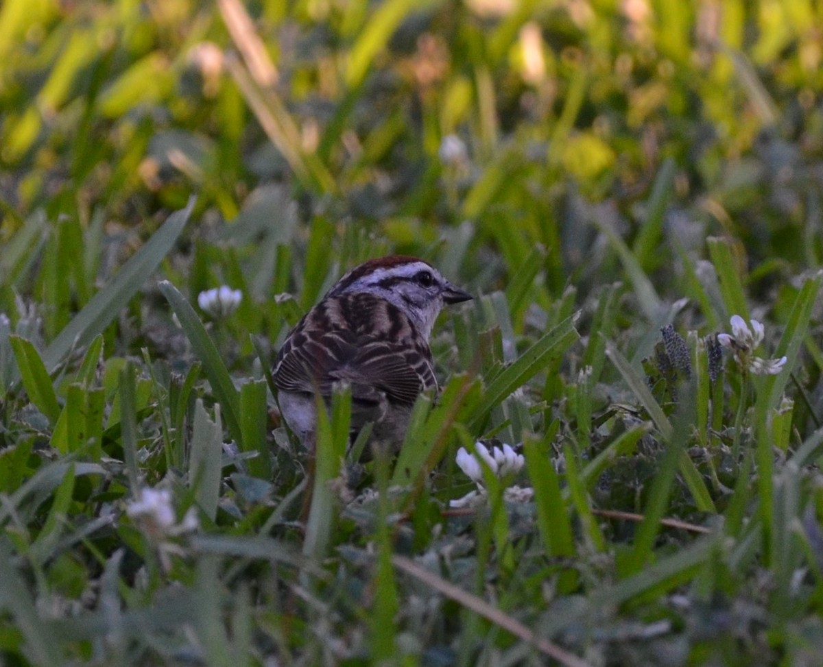 Chipping Sparrow - ML618886286