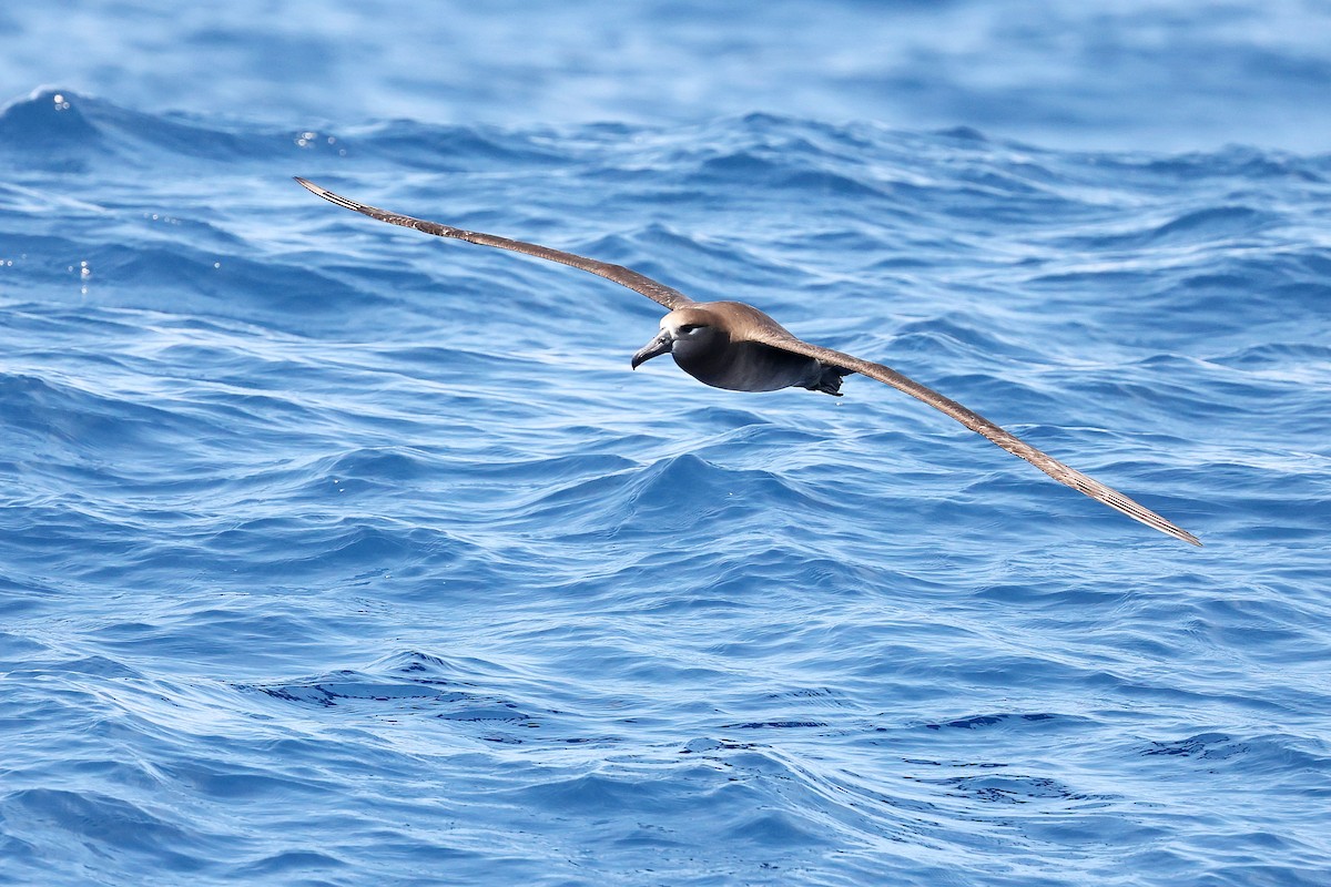 Albatros à pieds noirs - ML618886289