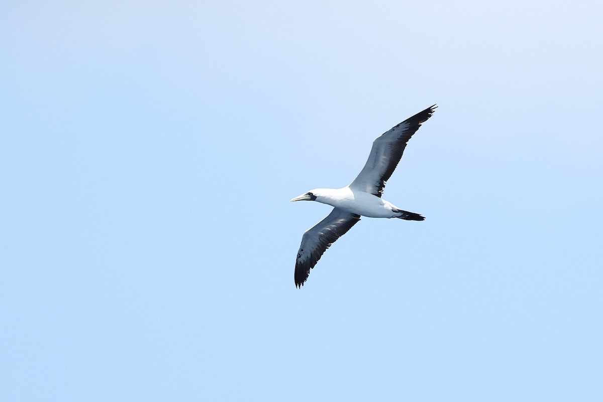Masked Booby - ML618886316