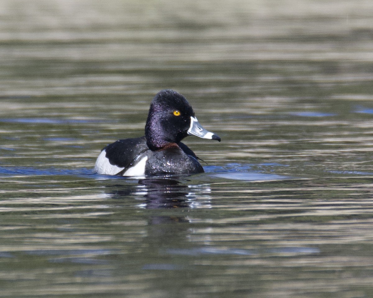 Ring-necked Duck - Larry Waddell