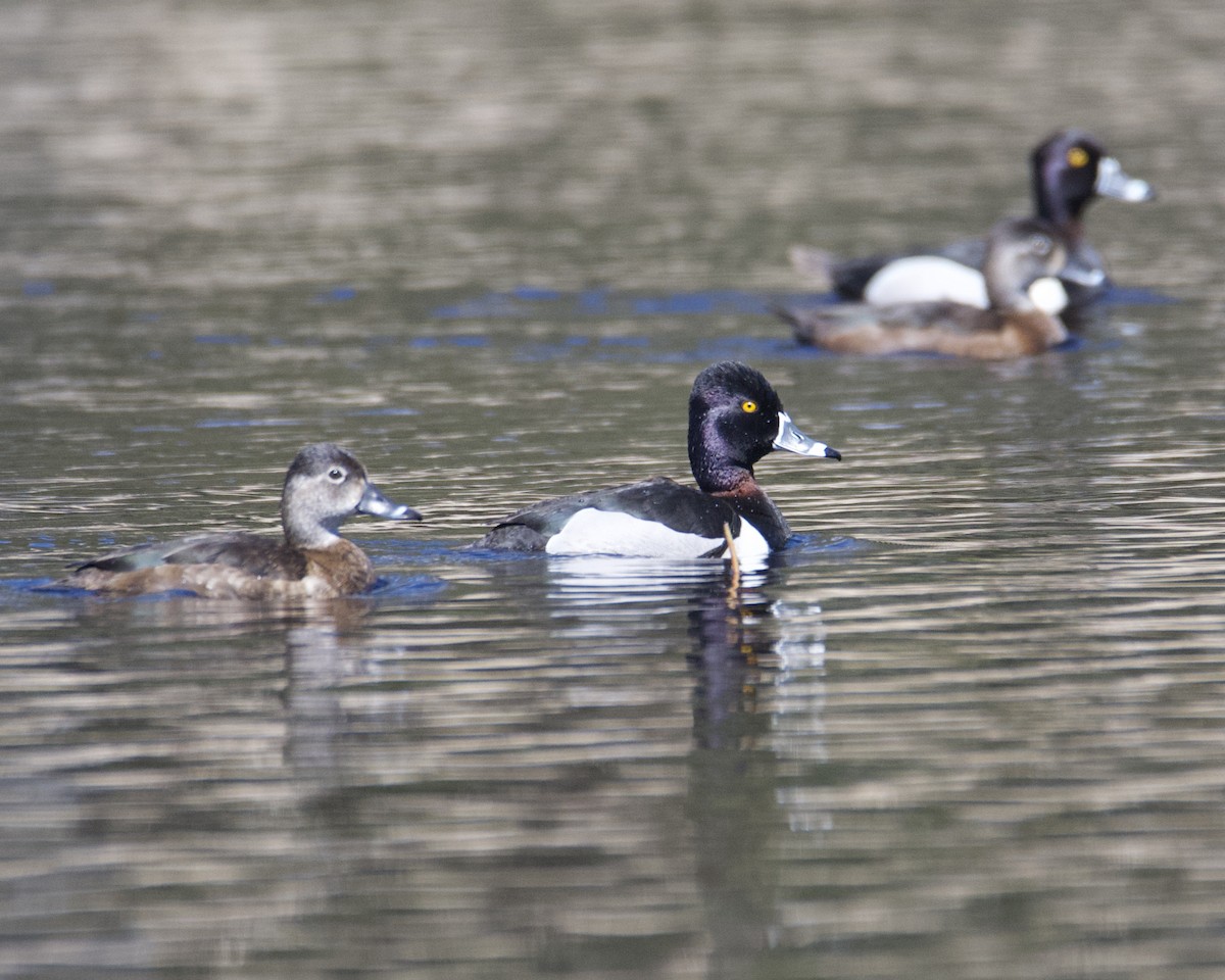 Ring-necked Duck - Larry Waddell