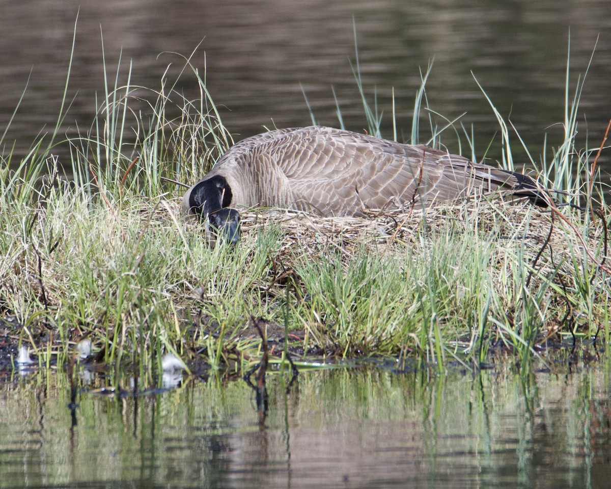 Canada Goose - Larry Waddell