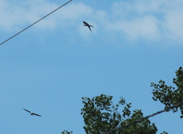 Swallow-tailed Kite - ML618886383