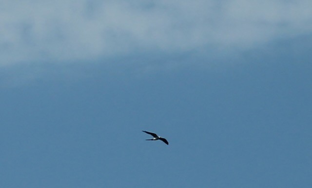 Swallow-tailed Kite - ML618886384