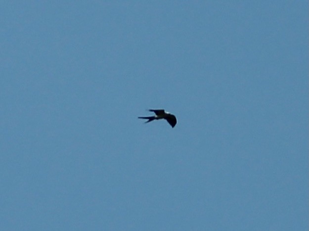 Swallow-tailed Kite - ML618886385