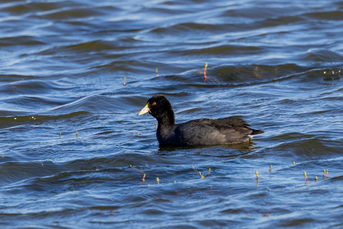 White-winged Coot - ML618886405