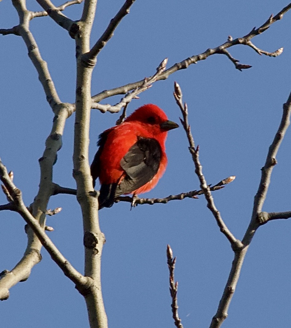 Scarlet Tanager - ML618886417