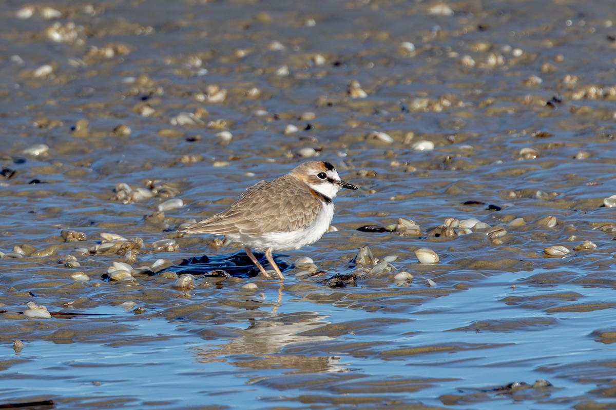 Collared Plover - ML618886439