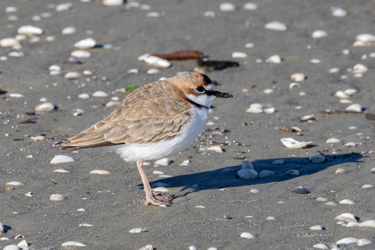 Collared Plover - ML618886441