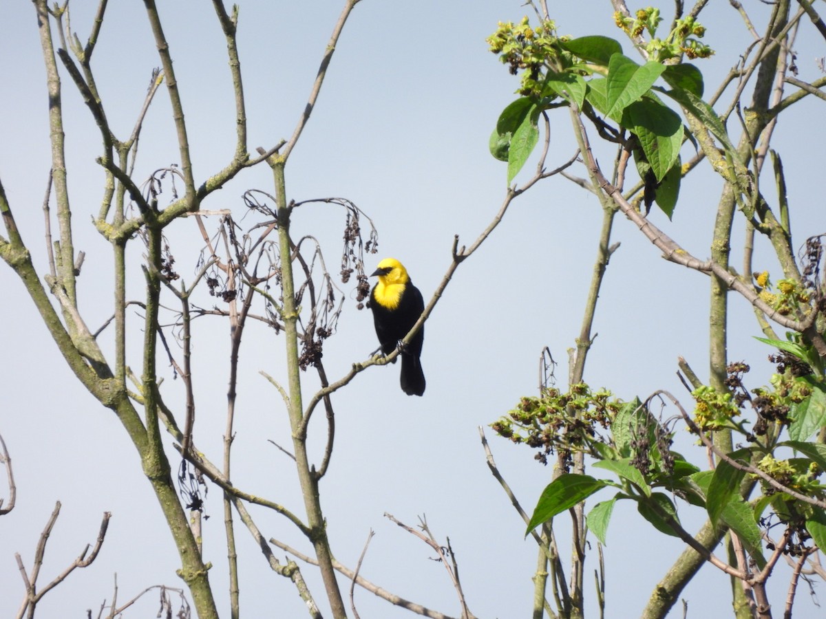 Yellow-hooded Blackbird - ML618886496