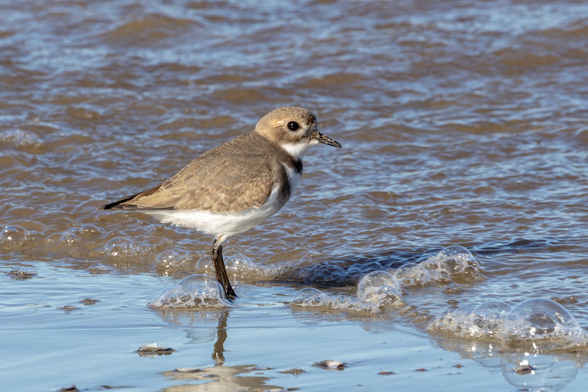 Two-banded Plover - ML618886502