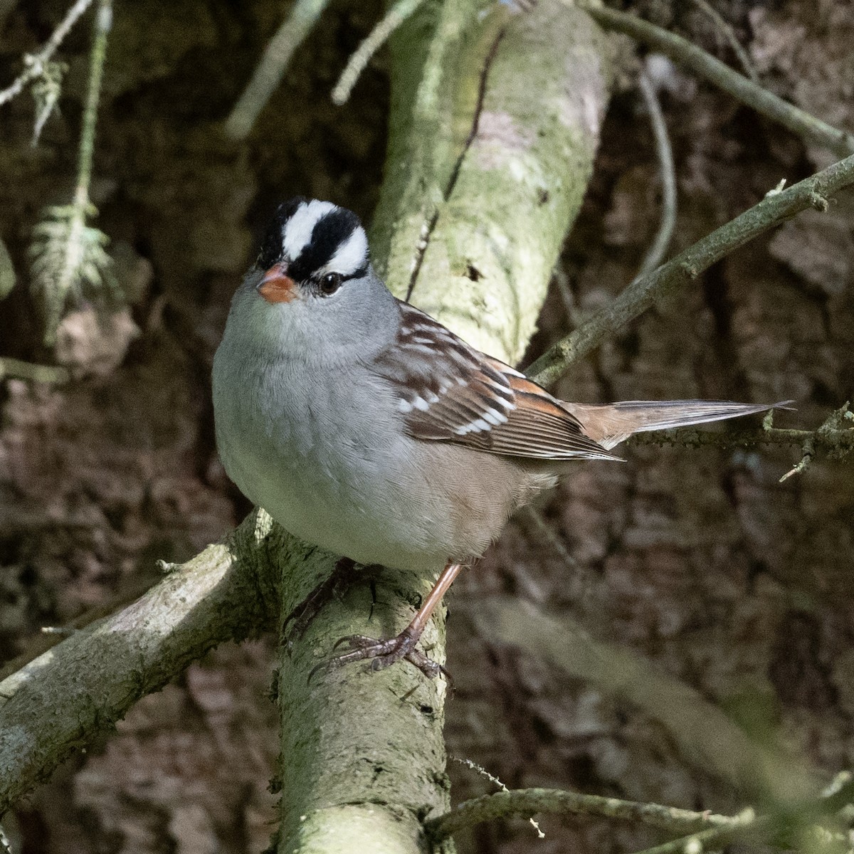 White-crowned Sparrow - ML618886513