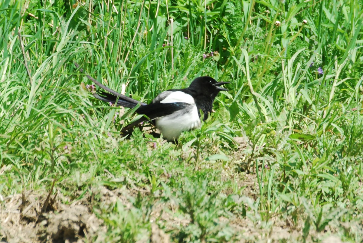 Black-billed Magpie - roy sorgenfrei