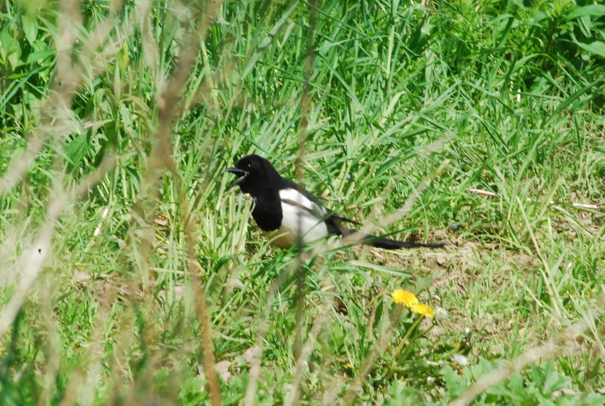 Black-billed Magpie - roy sorgenfrei