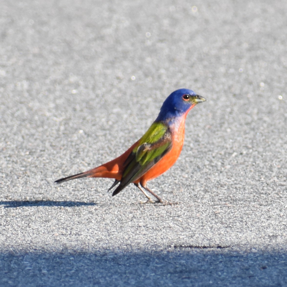 Painted Bunting - ML618886564