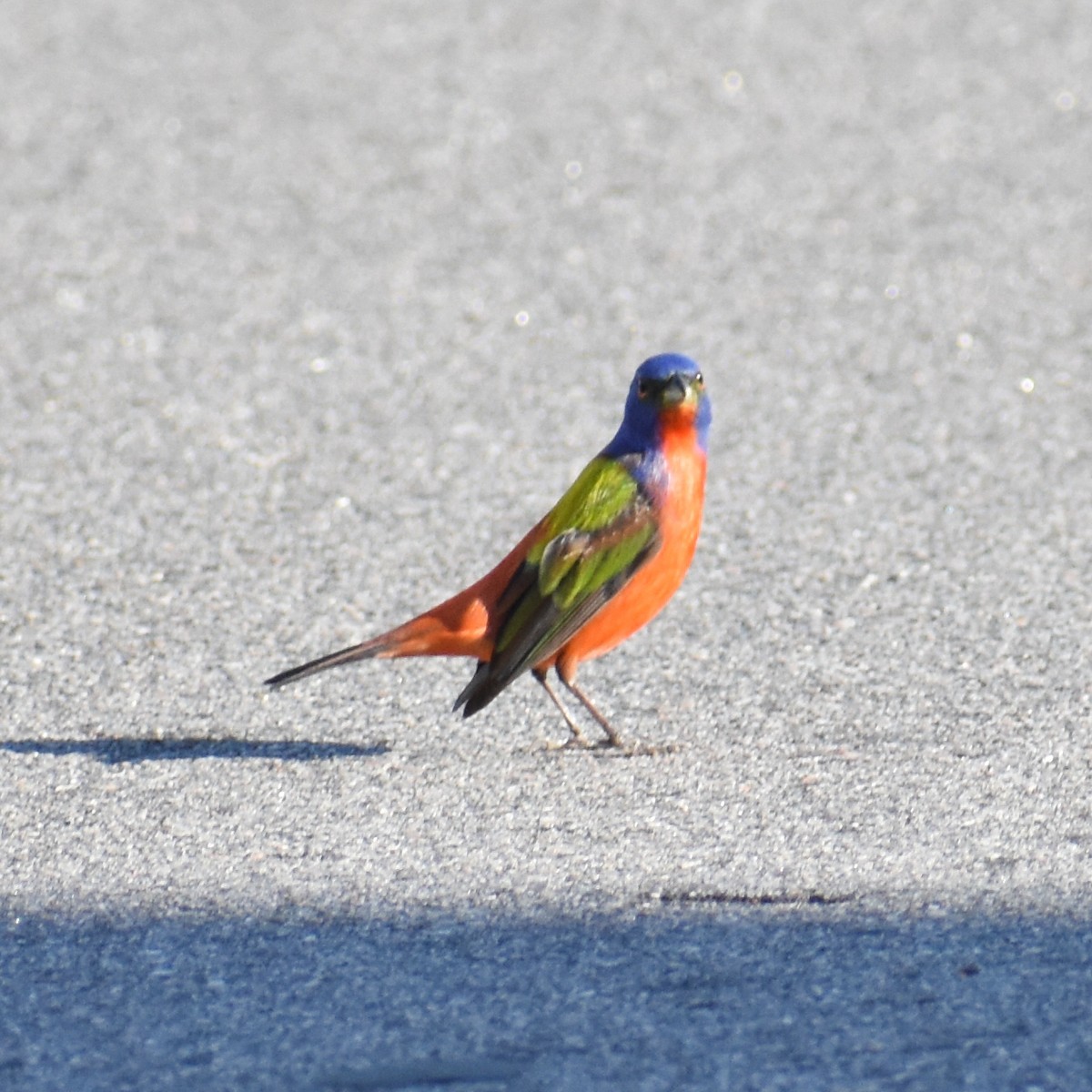 Painted Bunting - ML618886565