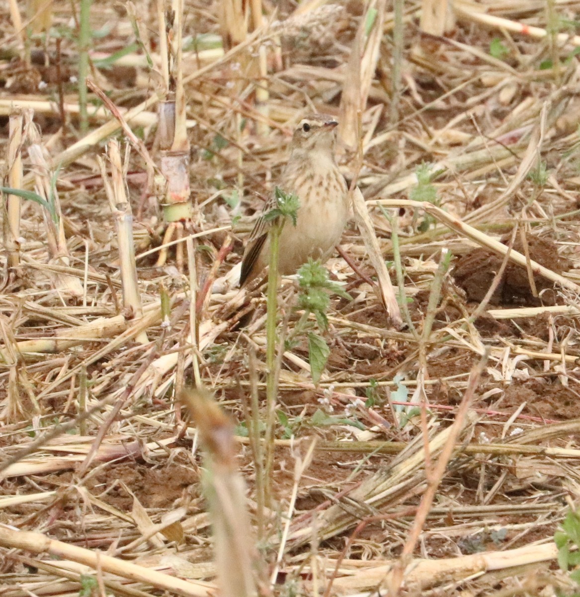 African Pipit - ML618886571