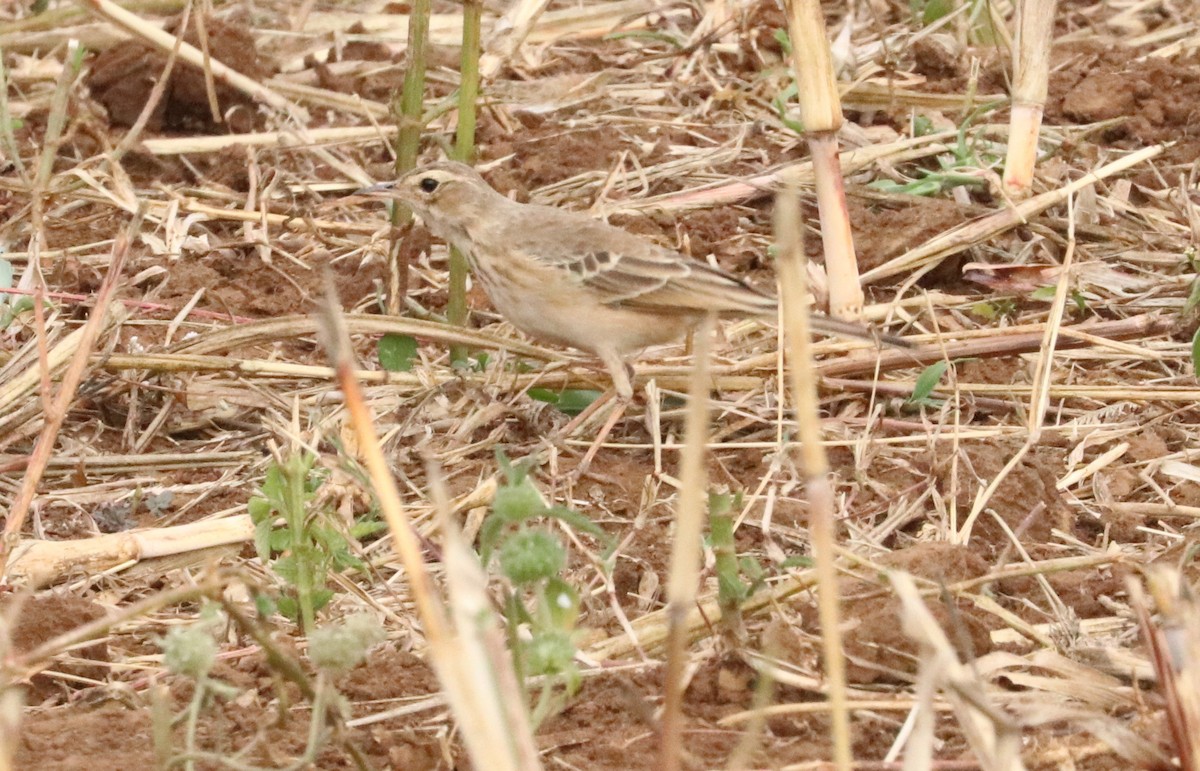 African Pipit - ML618886581