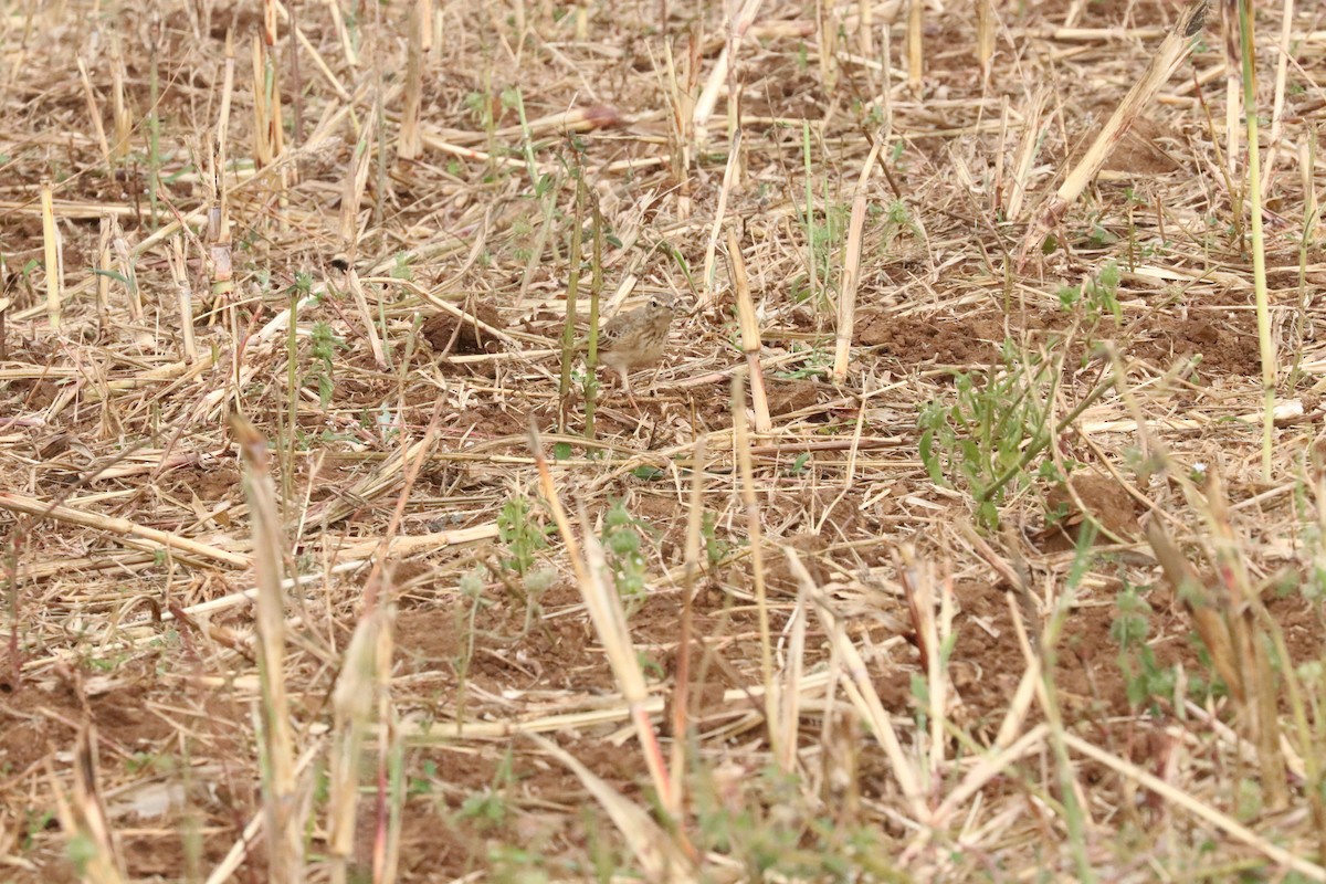African Pipit - ML618886629