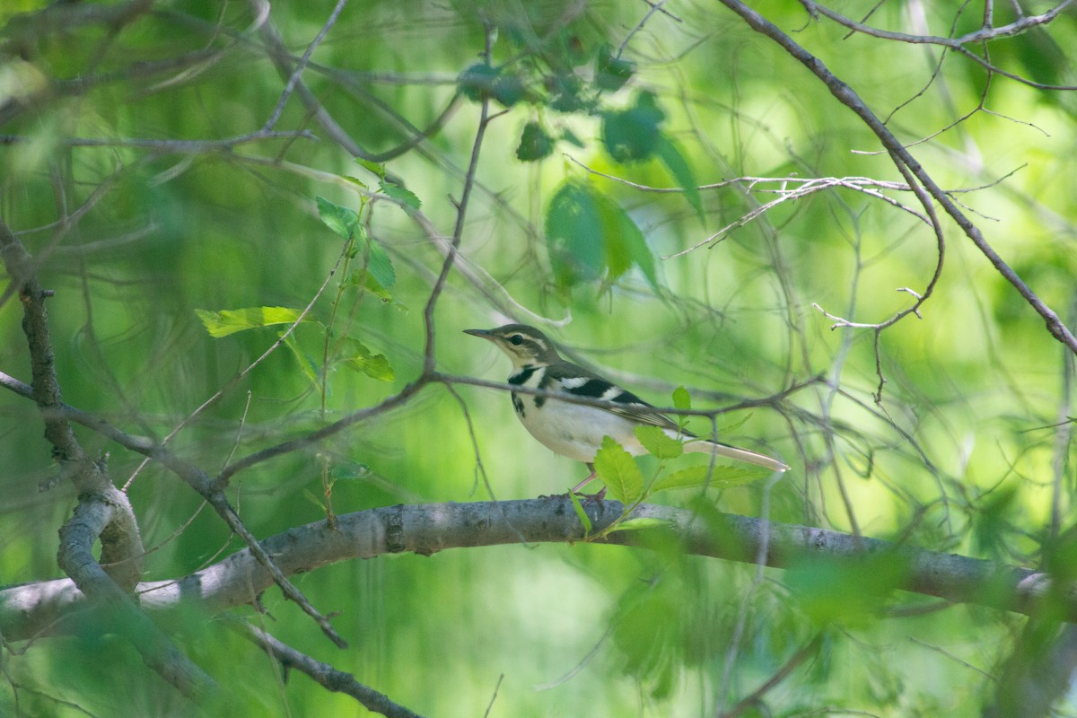 Forest Wagtail - ML618886681