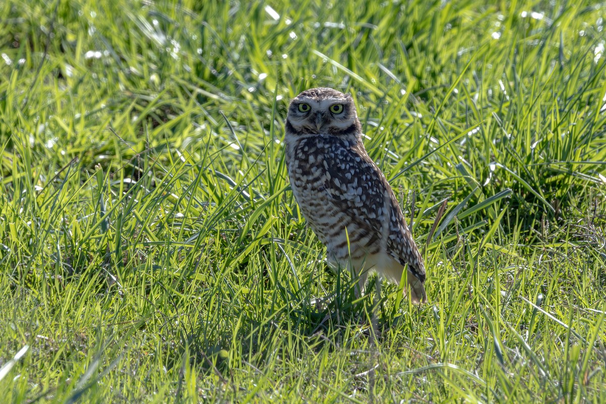 Burrowing Owl - ML618886684