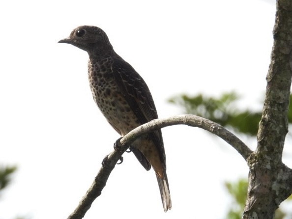 Blue Cotinga - Tiffany Erickson