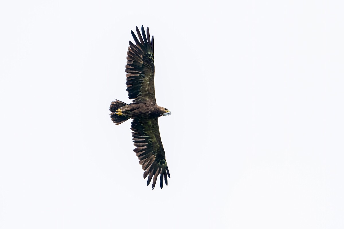 Lesser Spotted Eagle - Lukasz Haluch