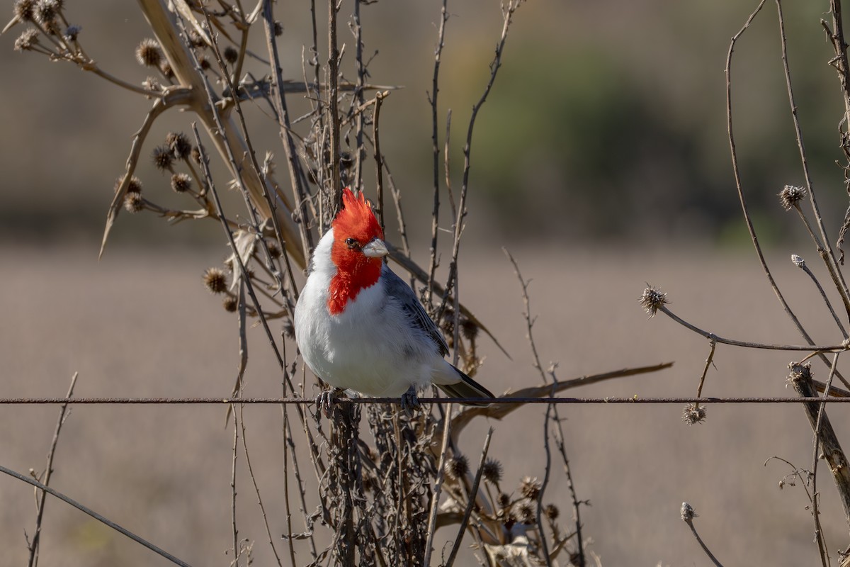 Red-crested Cardinal - Gustavo Dallaqua
