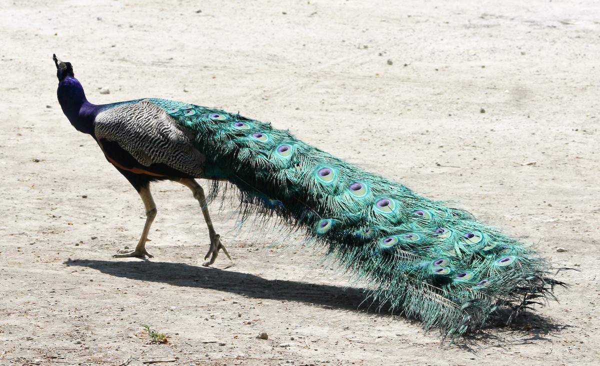 Indian Peafowl (Domestic type) - ML618886720