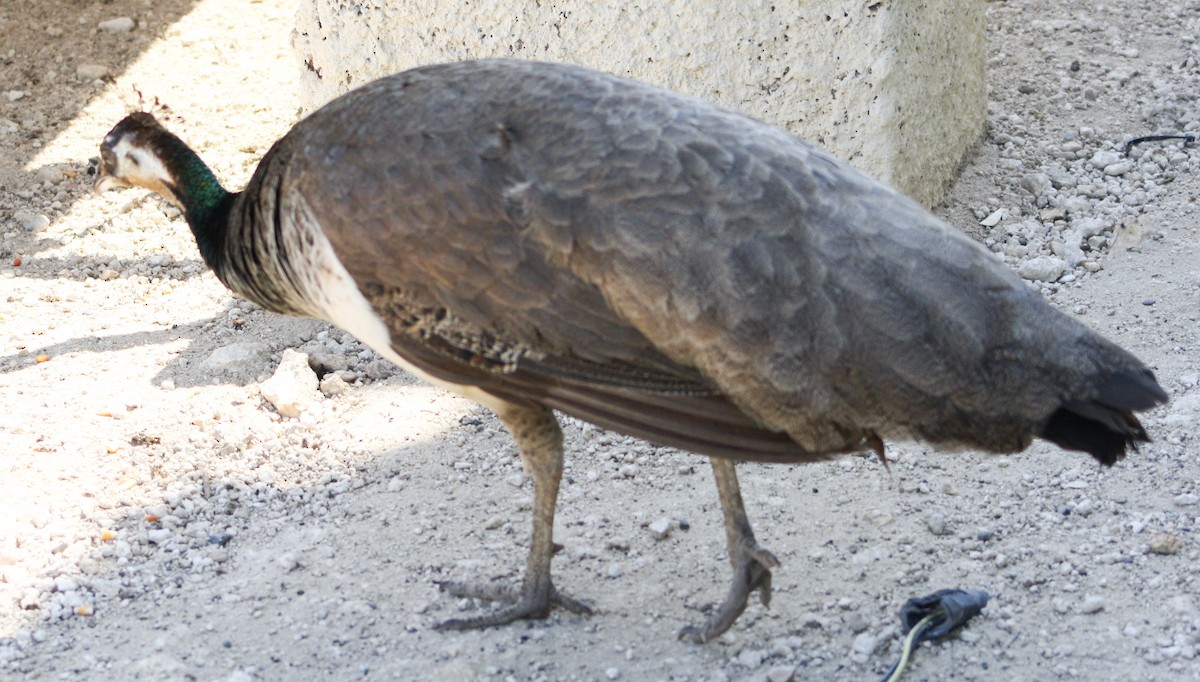 Indian Peafowl (Domestic type) - Serguei Alexander López Perez