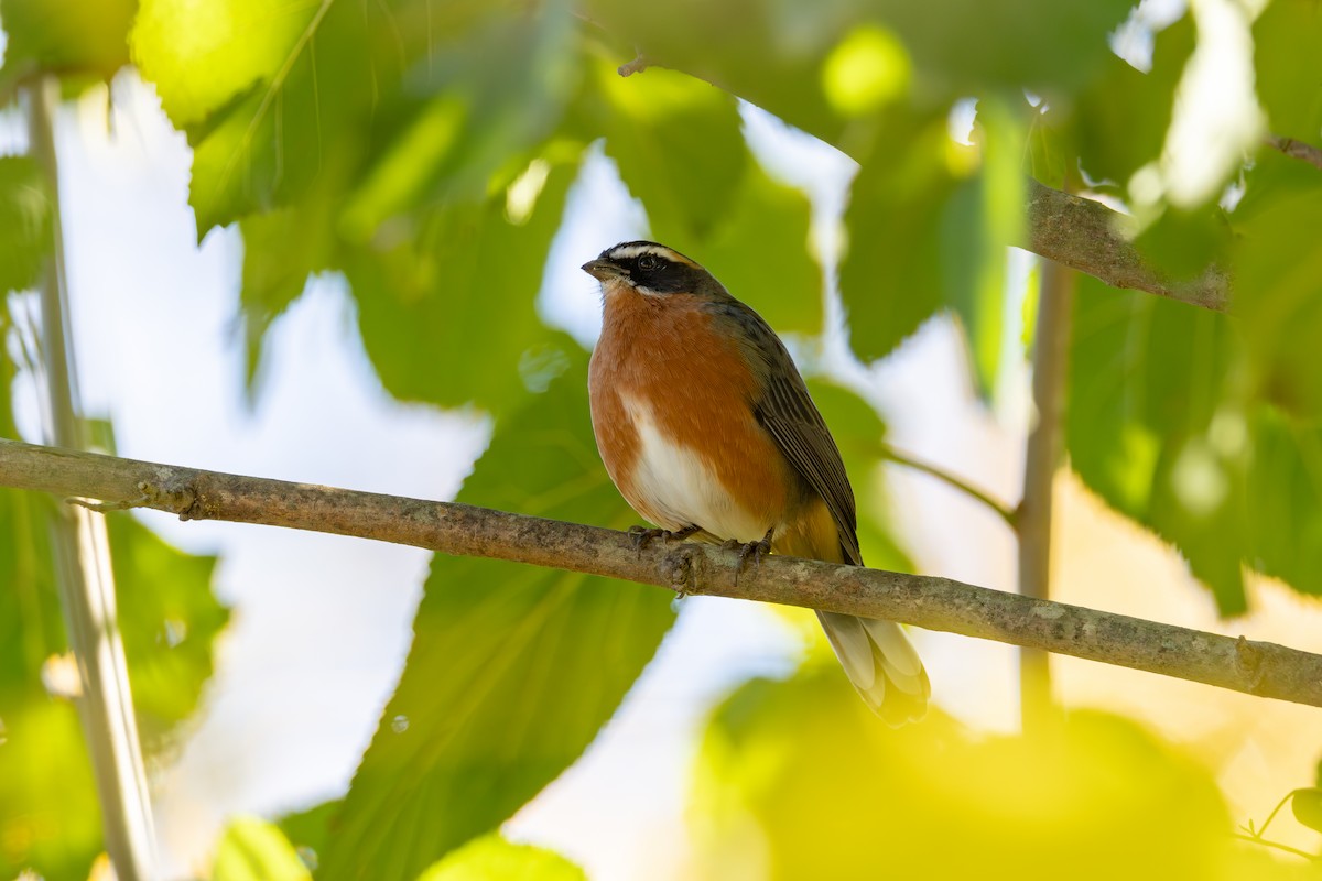 Black-and-rufous Warbling Finch - ML618886727