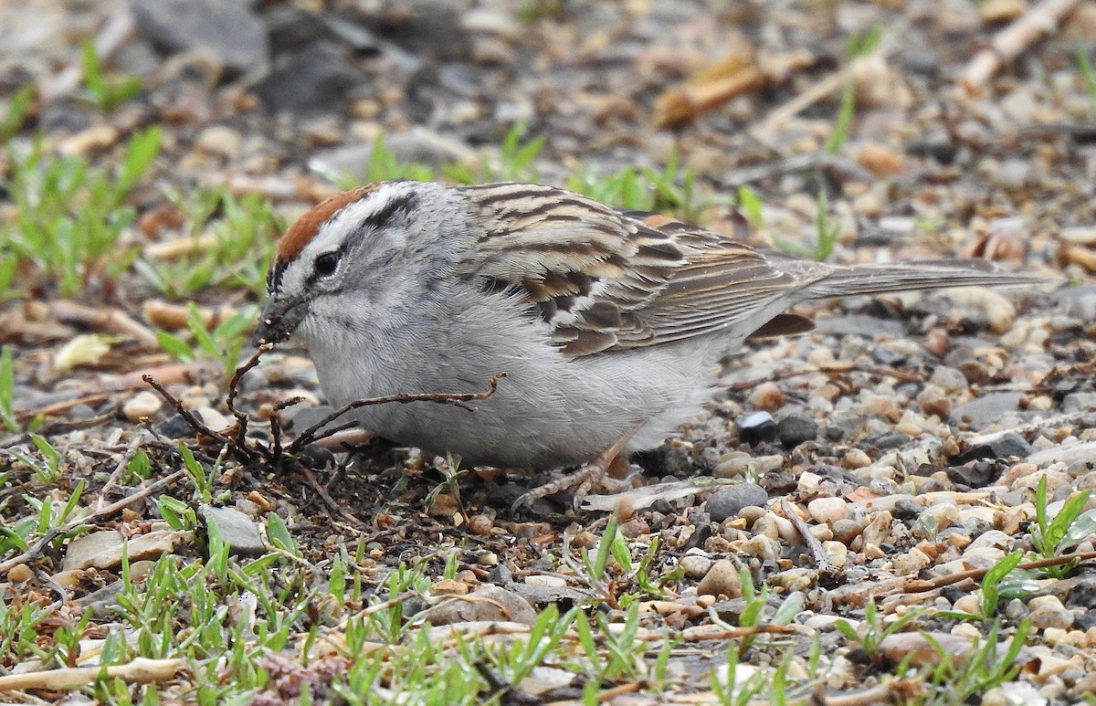 Chipping Sparrow - ML618886796