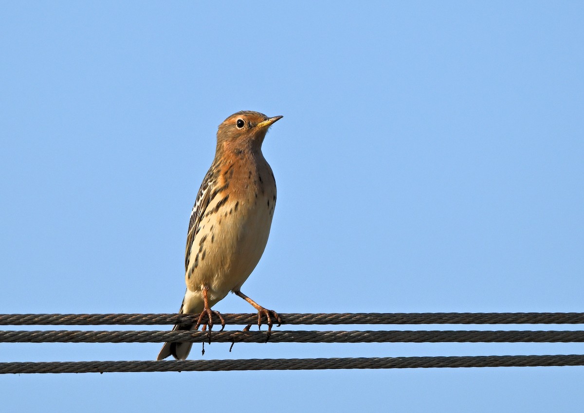 Red-throated Pipit - ML618886820