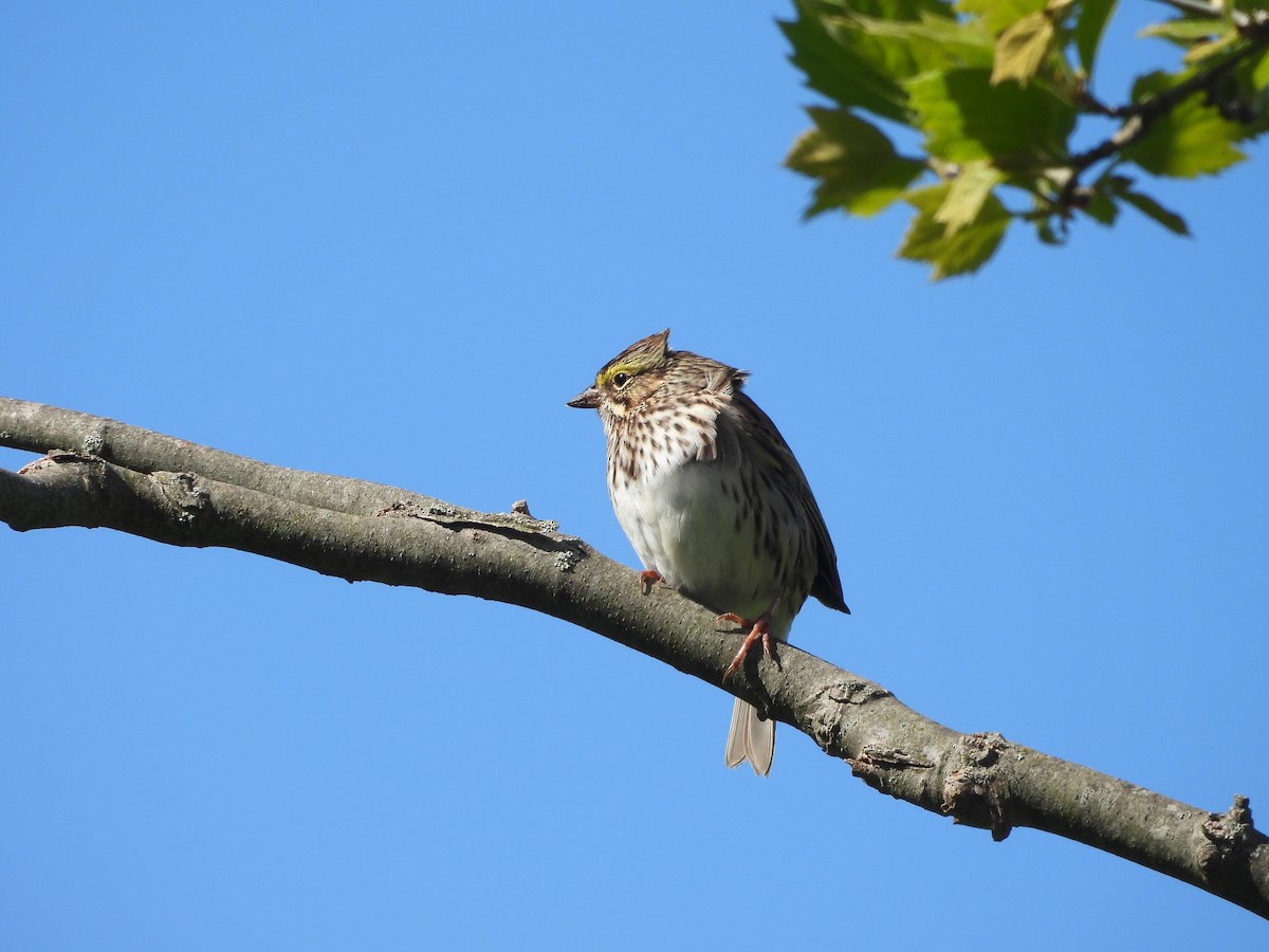 Savannah Sparrow - ML618886830