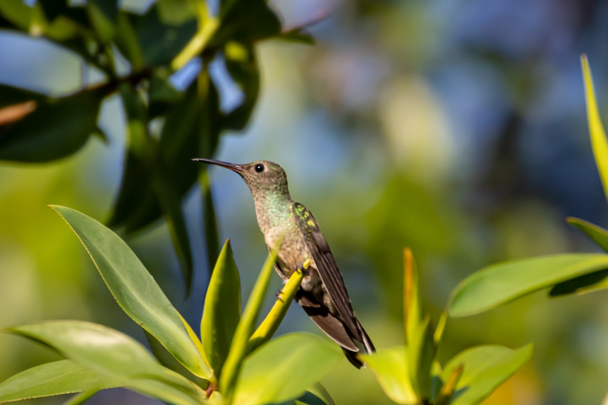 kolibřík mangrovový - ML618886847