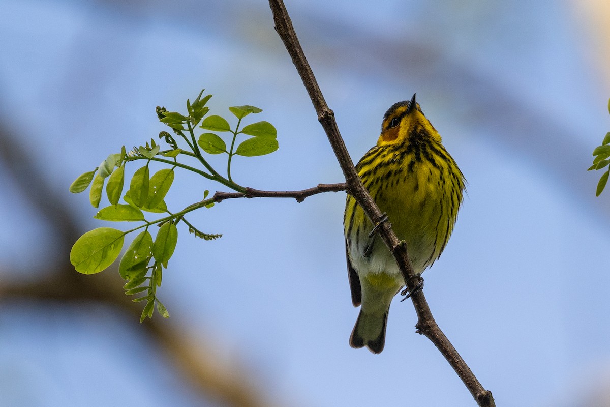 Cape May Warbler - ML618886862