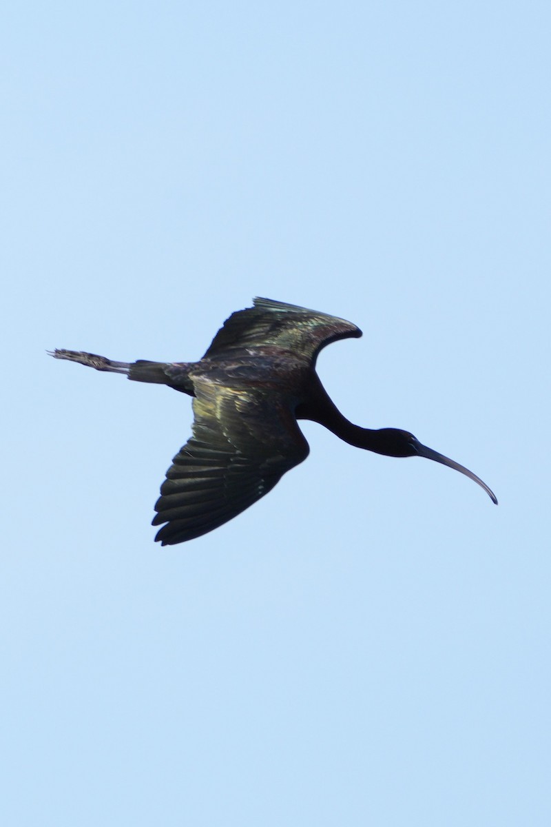 ibis hnědý - ML618886881