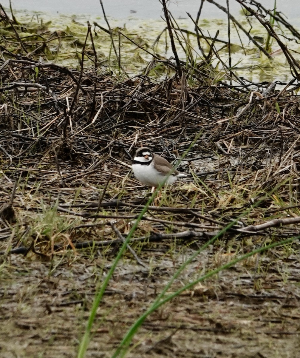 Semipalmated Plover - Jill Punches