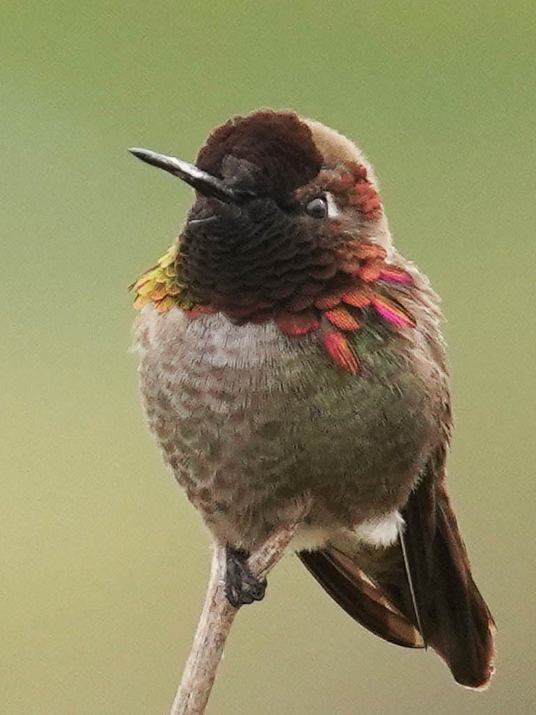 Anna's Hummingbird - Tom Haglund