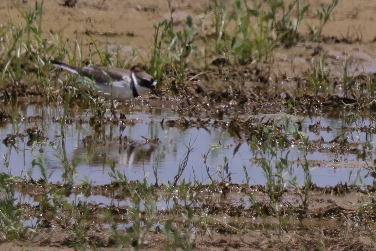 Semipalmated Plover - ML618886948