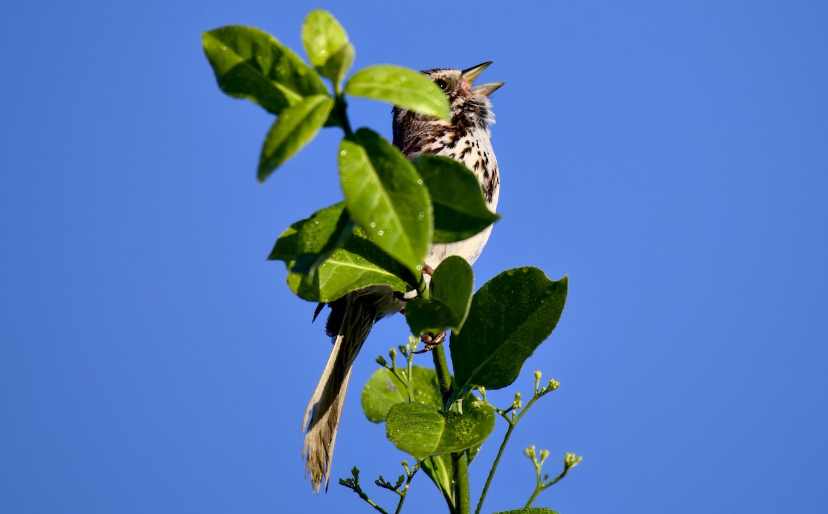 Song Sparrow - Rickey Shive