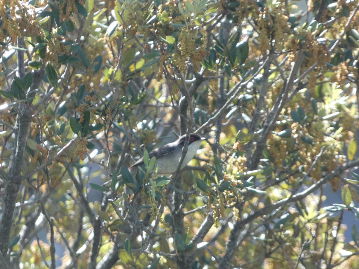 Sardinian Warbler - ML618886972
