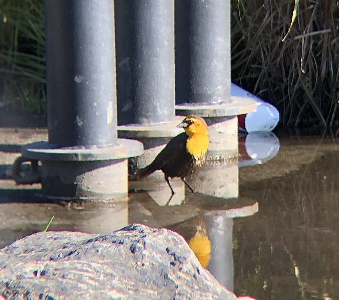 Yellow-headed Blackbird - ML618886981